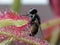 Fly caught by Drosera - carnivorous plant