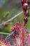 Fly caught by Sundew