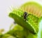 A fly caught in a venus flytrap