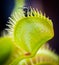 A fly caught in a Venus Flytrap