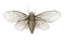 Fly cicada. Insects of France. Watercolour illustration isolated on white illustration.