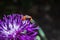 Fly close-up on plant macro photo
