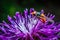 Fly close-up on plant macro photo