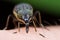 A fly with colorful banded eyes