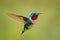 Fly detail, moving wings. White-bellied Woodstar, hummingbird with clear green background. Bird from Tandayapa, Ecuador. Flying