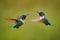 Fly detail, moving wings. White-bellied Woodstar, hummingbird with clear green background. Bird from Tandayapa, Ecuador. Flying