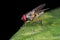 A fly, diptera on green leaf