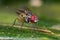 A fly, diptera on green leaf