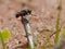 Fly On Dried Stem