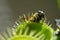 Fly eaten by carnivorous plant