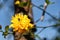 The fly is engaged in pollination of a yellow flower on a shrub