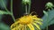 Fly eristalis collects nectar on a flower inula