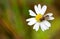 Fly - Eristalis horticola sitting on a daisy