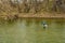 Fly Fisherman Casting an Artificial Fly for Trout in Roanoke River, Virginia, USA