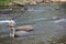 Fly Fishing on the Gunnison River in Colorado