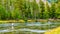 Fly fishing in the Madison River as it flows through the western most part of Yellowstone National Park