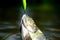 Fly fishing - method for catching trout. Fly fishing. Fishing - relaxing and enjoying hobby. Steelhead rainbow trout