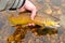 Fly Fishing, Releasing Beautiful Brown Trout