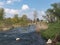 Fly fishing in the renatured Nidda River