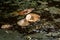 A fly floating on a brown leaf on a swamp with golden gas bubbles