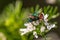 Fly on a flower - great detail of face,  compound eye, and thorax