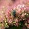 Fly on a flower sedum