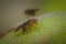 Fly fruit fly insect