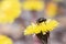 Fly gen. Gonia Gathers Pollen on Coltsfoot Flower