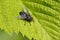 A fly on a green leaf, Calliphora vicina
