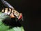 Fly on green leaf isolated with black background, red eyes animal, clear wing, Insect macro or closeup