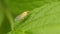 Fly on a green leaf, macro