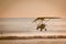 Fly in a Hang gliding in Dominical beach, Costa Rica