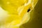 Fly Hiding in the Gentle Folds of the Delicate Yellow Rose