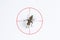 Fly or housefly and red target sign for elimination concept, Fly