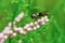 Fly hoverflies on flowering tamarisk