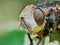 Fly hoverflies iin the garden closeup