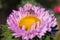 A fly Hylemya vagans sits on a light pink Aster flower.