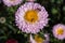 A fly Hylemya vagans sits on a light pink Aster flower.