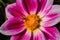 A fly Hylemya vagans sits on a pink Georgine flower.