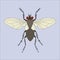 Fly icon. Insect world elements icon. Premium quality graphic design icon. Simple line icon for websites, web design, mobile app,