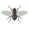 Fly icon, small black insect with wing