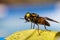 A fly insect with multicolored eyes fell into the pool and now dries in the sun, macro