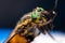 A fly insect with multicolored eyes fell into the pool and now dries in the sun, macro