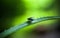 Fly insect perches on plant leaf with thorn