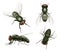 Fly insect. Realistic house bugs and mosquito decent vector illustrations of fly