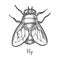 Fly insect sketch or bottle housefly drawing