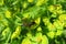 Fly insect on spurge plant, closeup, europe