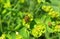 Fly insect on spurge plant, europe