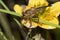 Fly ktyr hornet-like on the flower