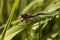 Fly ktyr hornet-like on the leaf